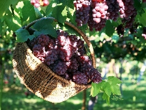 sun, Przebijaj?ce, flash, ligh, plantation, grapes, luminosity, basket