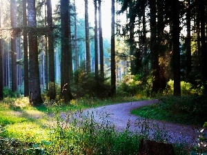 Przebijaj?ce, turn, forest, light, Pathway