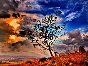 Przebijaj?ce, clouds, trees, sun, Sky