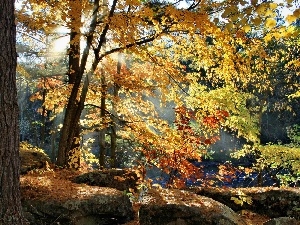 sun, Przebijaj?ce, flash, ligh, forest, Autumn, luminosity, trees
