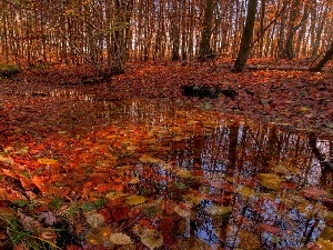 puddle, Leaf, autumn, forest