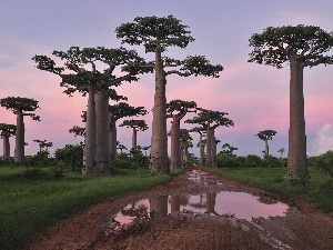 Way, Baobab, trees, Puddles, viewes