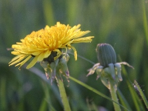 puffball, bud, Yellow, medical, Colourfull Flowers