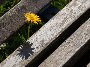 puffball, Bench, Old, common, Wooden