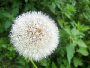 green, puffball, common, White, Leaf, Colourfull Flowers