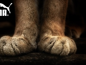 Puma, feet