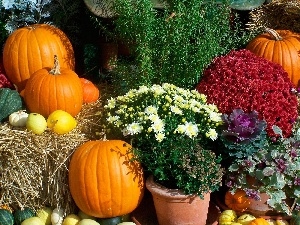 pumpkin, Chrysanthemums, Autumn, Flowers