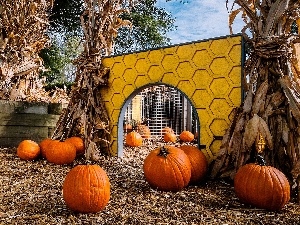pumpkin, corn-cob, backyard, sheaves