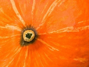 pumpkin, Centre