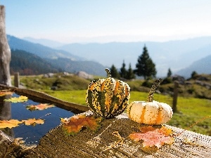 pumpkin, Leaf, channel, water