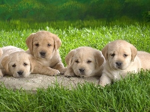 puppies, beige, Labradors, little doggies
