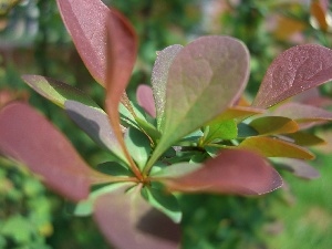 Purple, Leaf, barberry, Bush