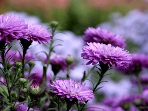 change, purple, Chrysanthemums