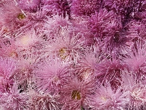 purple, Chrysanthemums