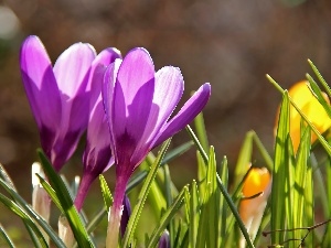 purple, crocuses