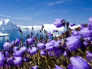 purple, sea, Mountains, Flowers, ice