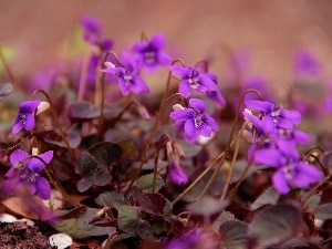 purple, Flowers, fragrant violets