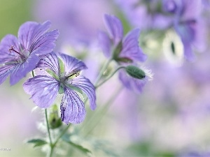 purple, Flowers, Geranium Magnificum