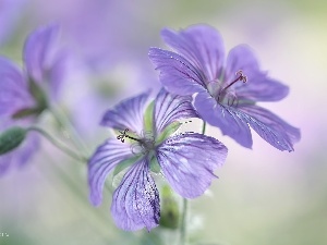 purple, Flowers, Geranium Magnificum