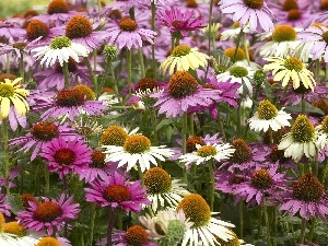 White, purple, echinacea