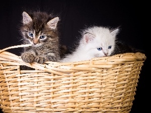 puss, basket, Two cars