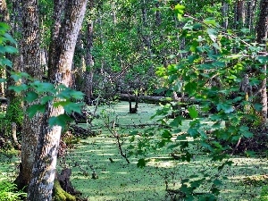 green, quagmire, forest