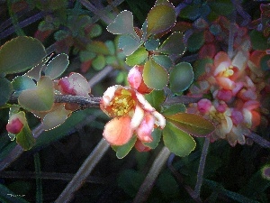 quinces, Flowers