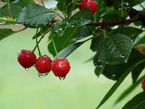 rain, drops, cherries, twig