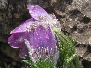 Rain drops, Common pasque