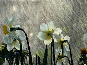Daffodils, Rain, White