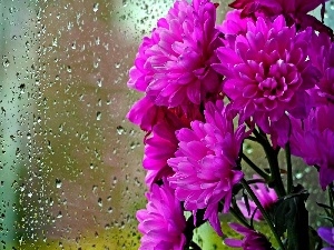 rain, drops, Daisy, Glass