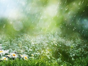 Rain, daisy