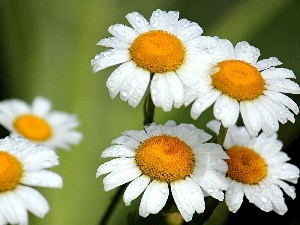 drops, rain, camomiles