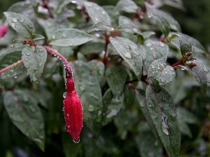 drops, rain, fuchsia