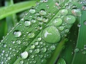 drops, rain, leaf