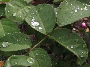 drops, rain, Leaf
