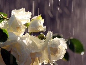 drops, rain, roses
