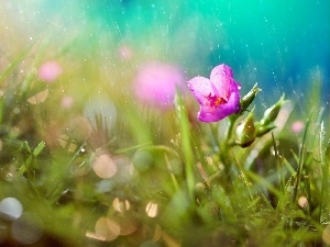 Flower, Rain, Pink