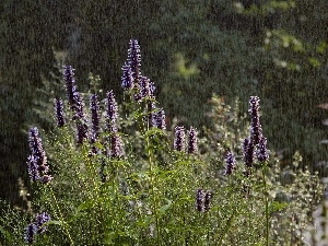 Flowers, Rain, Wildflowers