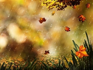 grass, Rain, Leaf