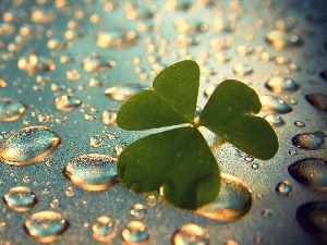 rain, drops, leaf, clover