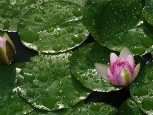 rain, drops, lilies, water