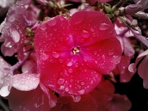 rain, drops, phlox, Pink