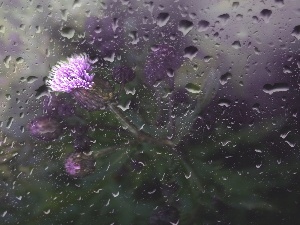 rain, drops, teasel, Glass