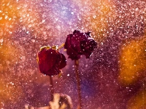 Rain, roses, Two, Red