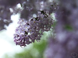 rain, drops, Violet, without