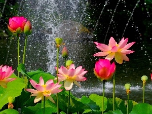 water, Rain, lilies