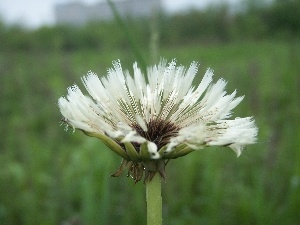 wetted, rain, dandelion