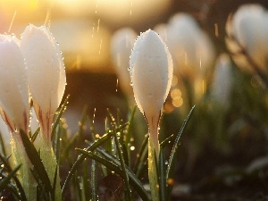 rain, drops, White, crocuses