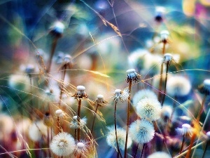 rainbow, colors, puffball, dandelion